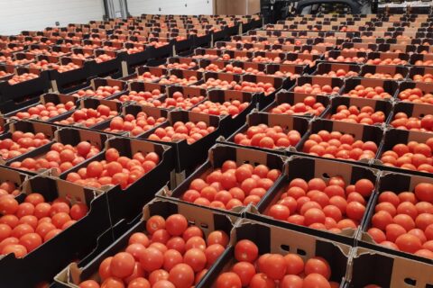 TOMATE SIN PEDÚNCULO M