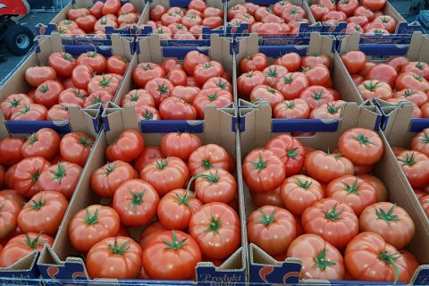 tomate 1