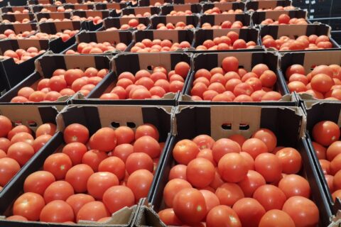 TOMATE SIN PEDÚNCULO G