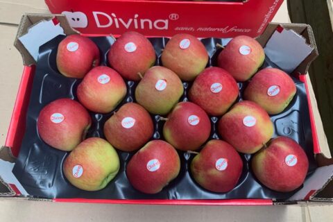 CHAMPION DIVINA
