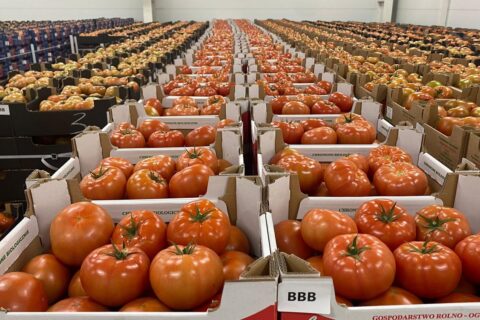 TOMATE GG COLOR 5-6